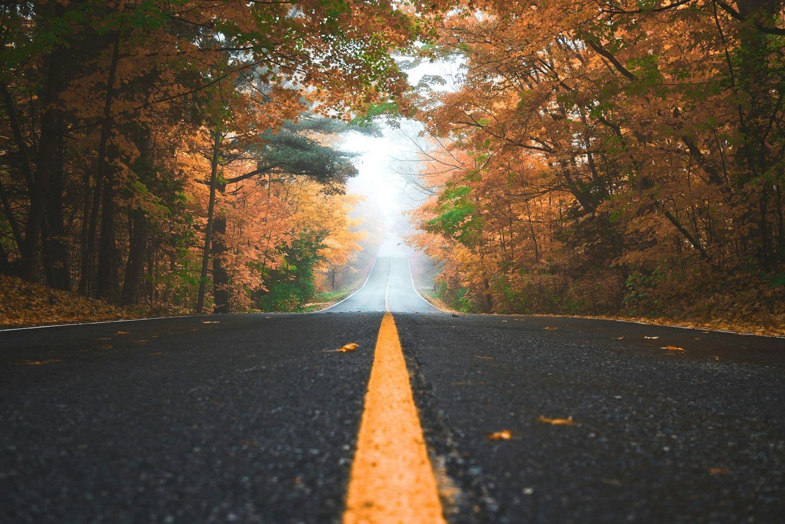 Landstraße durch einen Herbstwald